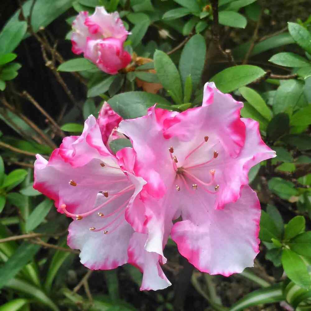 Azalea, credit-asihtrani9306