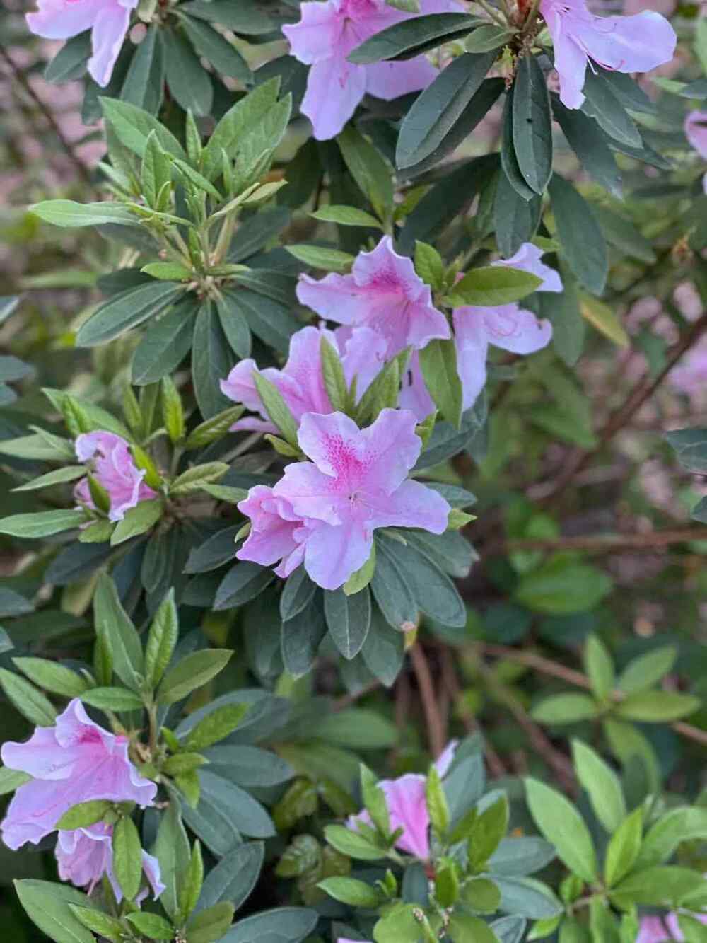 Azalea, credit-cme1997