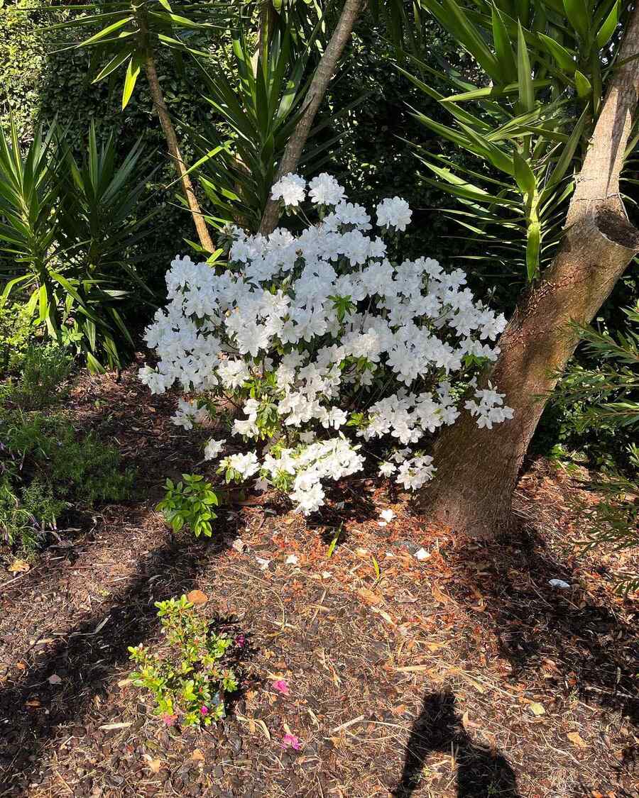 Azalea suited to Alabama’s climate