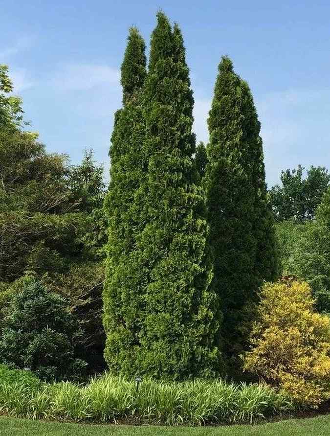 Baby Giant Arborvitae, credit-viverodaniel.azul