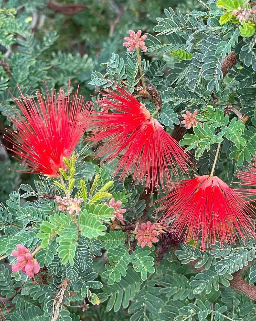 Baja Fairy Duster, credit-plant_edinthecity