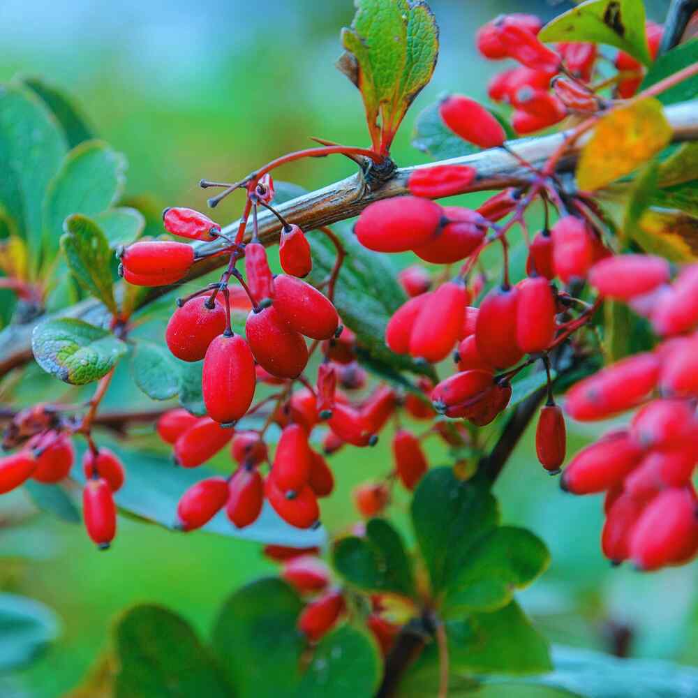 Barberry