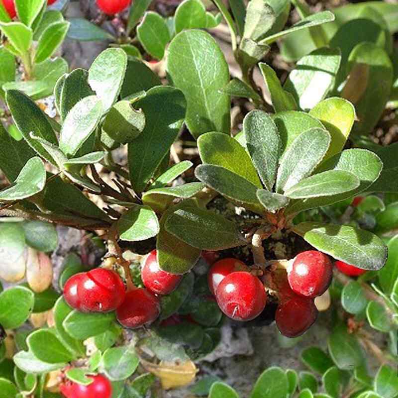 Bearberry for Massachusetts gardens and yards