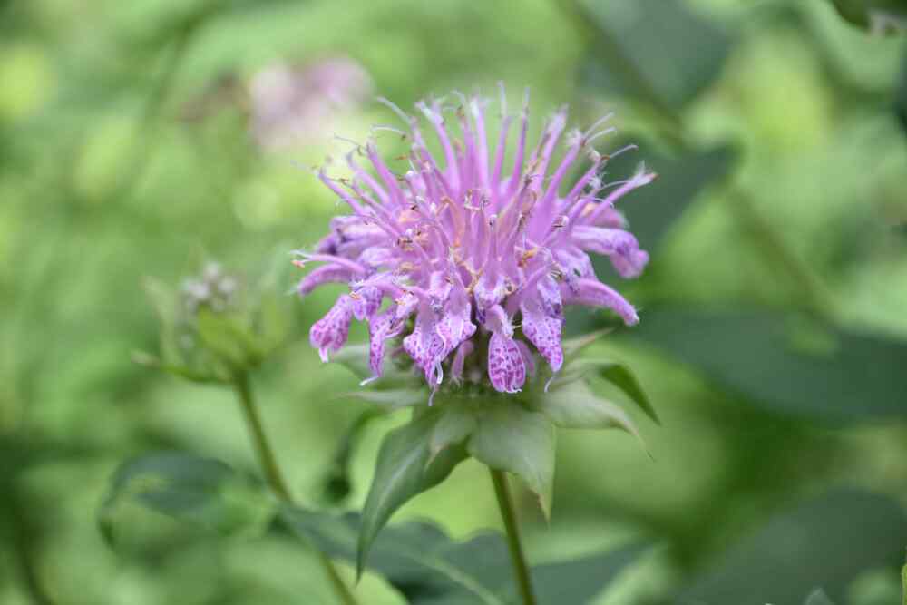 Bee Balm