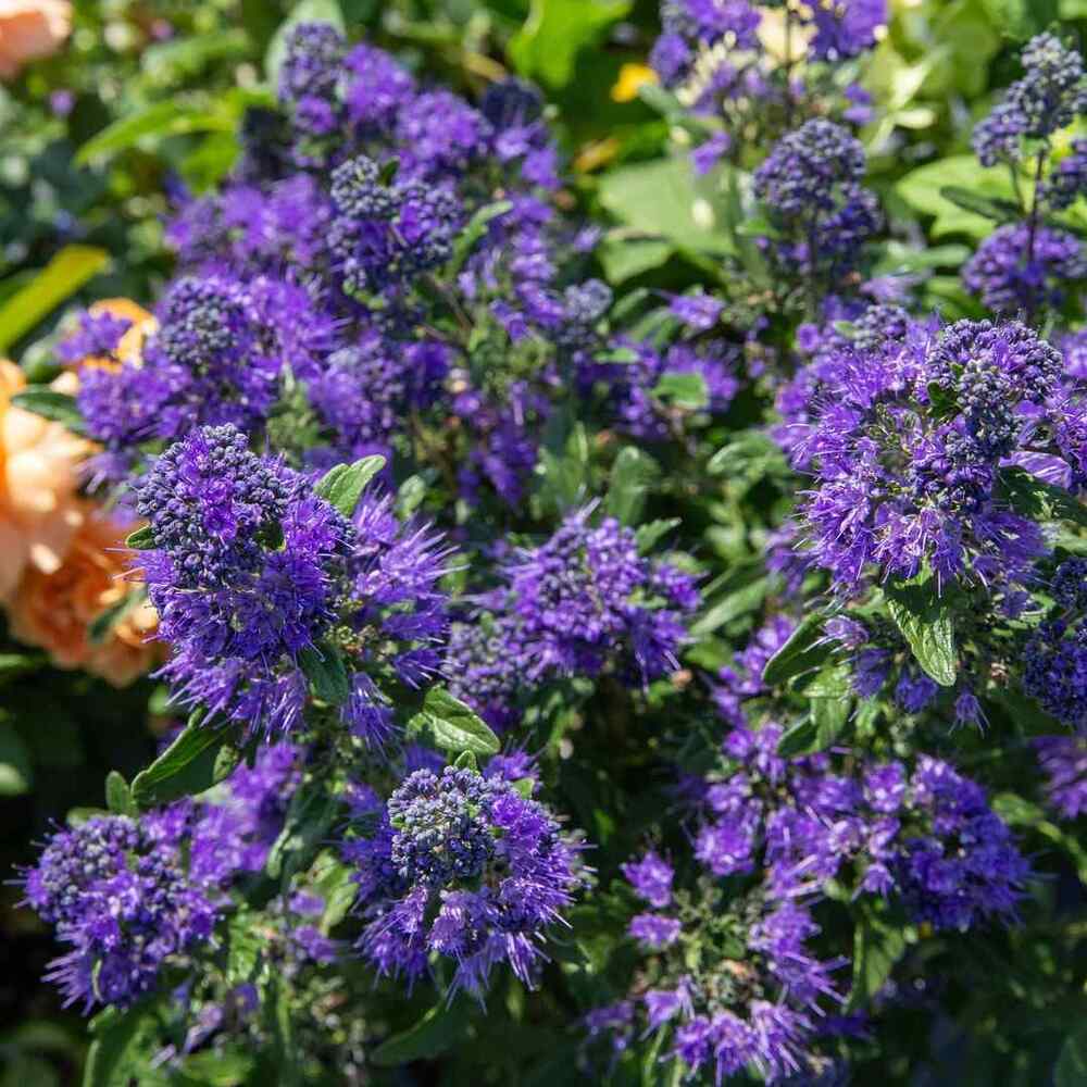 Beyond Midnight Caryopteris, credit-modern.gardener