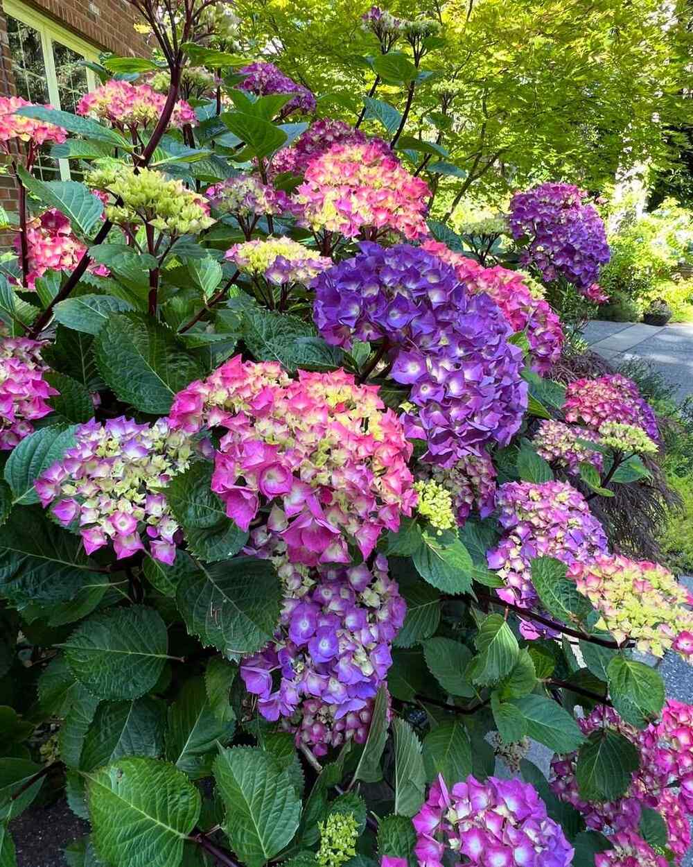 Bigleaf Hydrangea, credit-tatyana.mysecretgarden