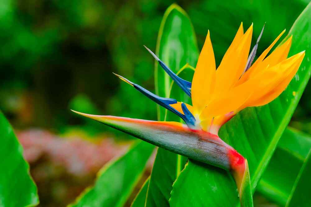 Bird of Paradise that grow well in Hawaii’s tropical climate