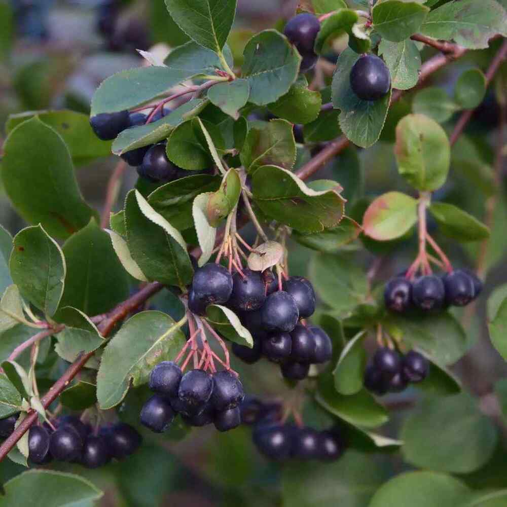 Black Chokeberry for Indiana landscapes