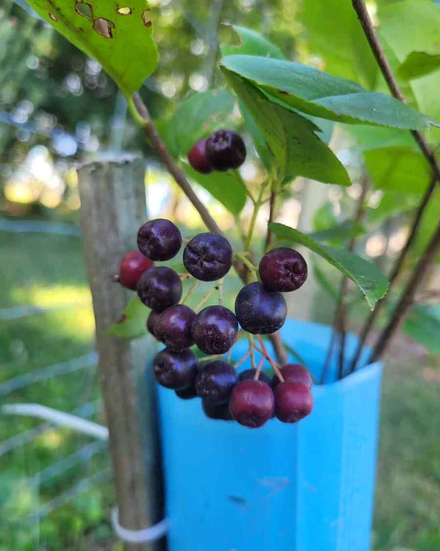 Black Chokeberry that thrive in Delaware’s climate