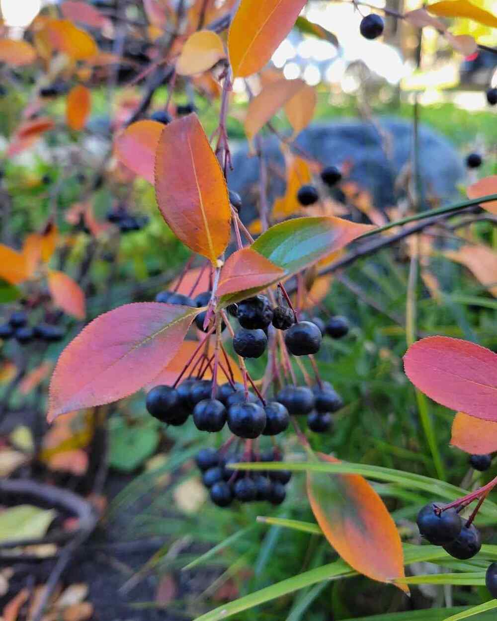 Black Chokeberry that grow well in Missouri