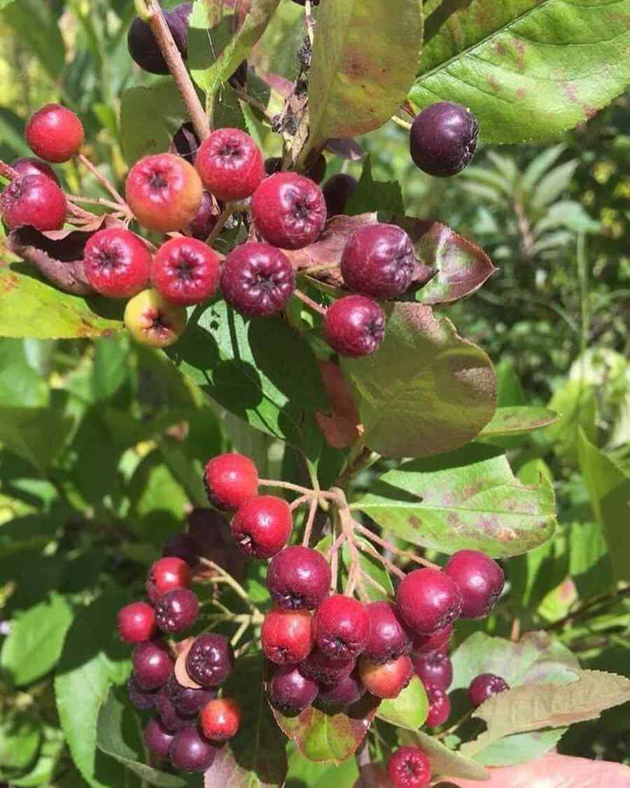 Black Chokeberry for low-maintenance Vermont landscaping