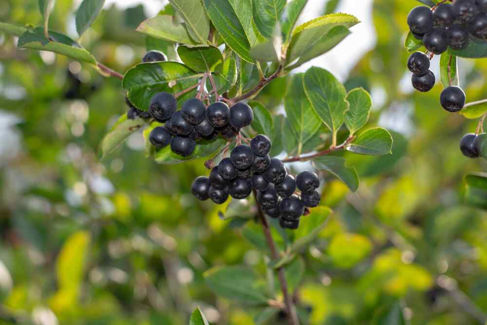 Black Chokeberry