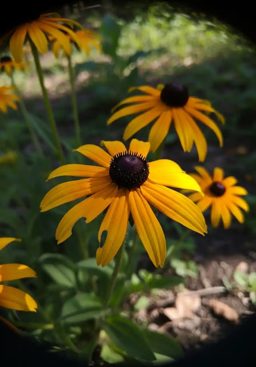 Black-Eyed Susan