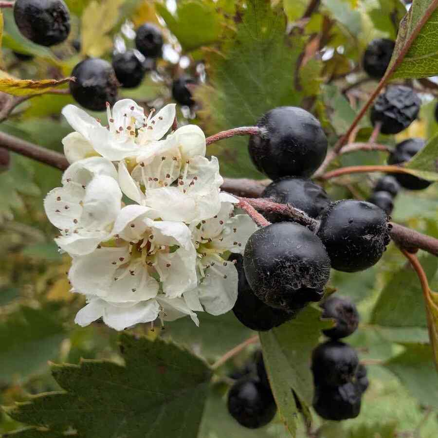Black Hawthorn, credit-jurassic_plants