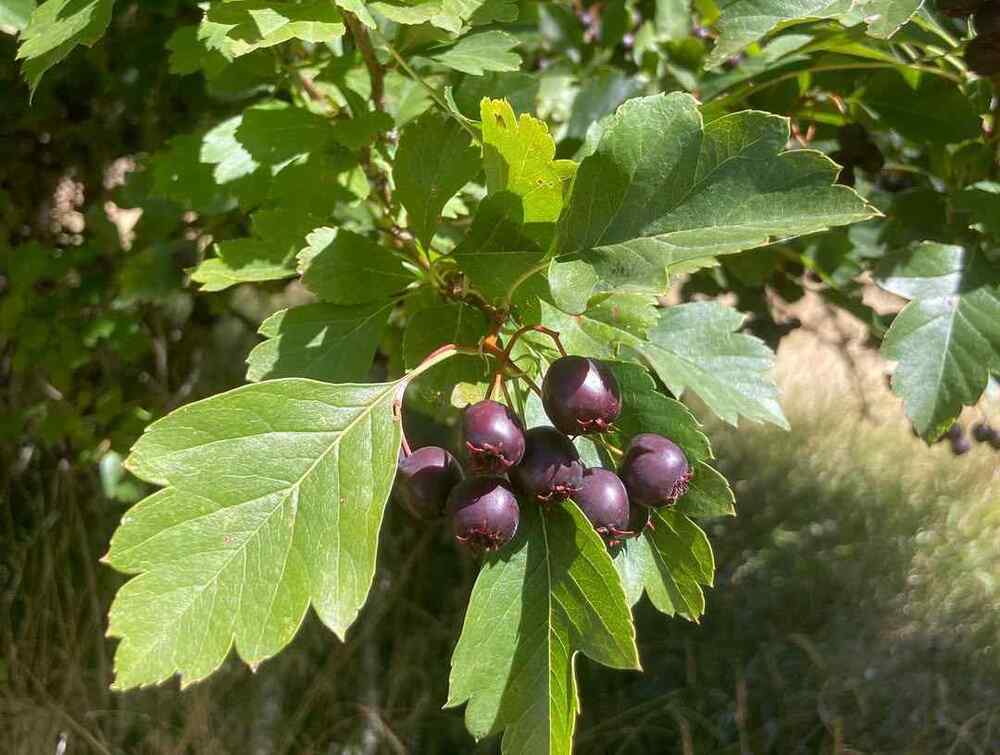 Black Hawthorn credit-oregrowianplants