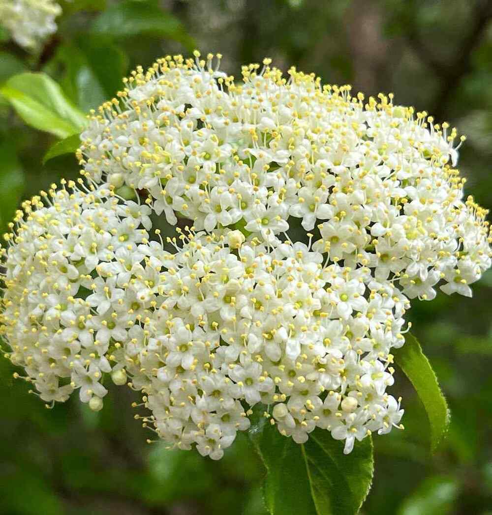 Blackhaw Viburnum for Illinois gardens