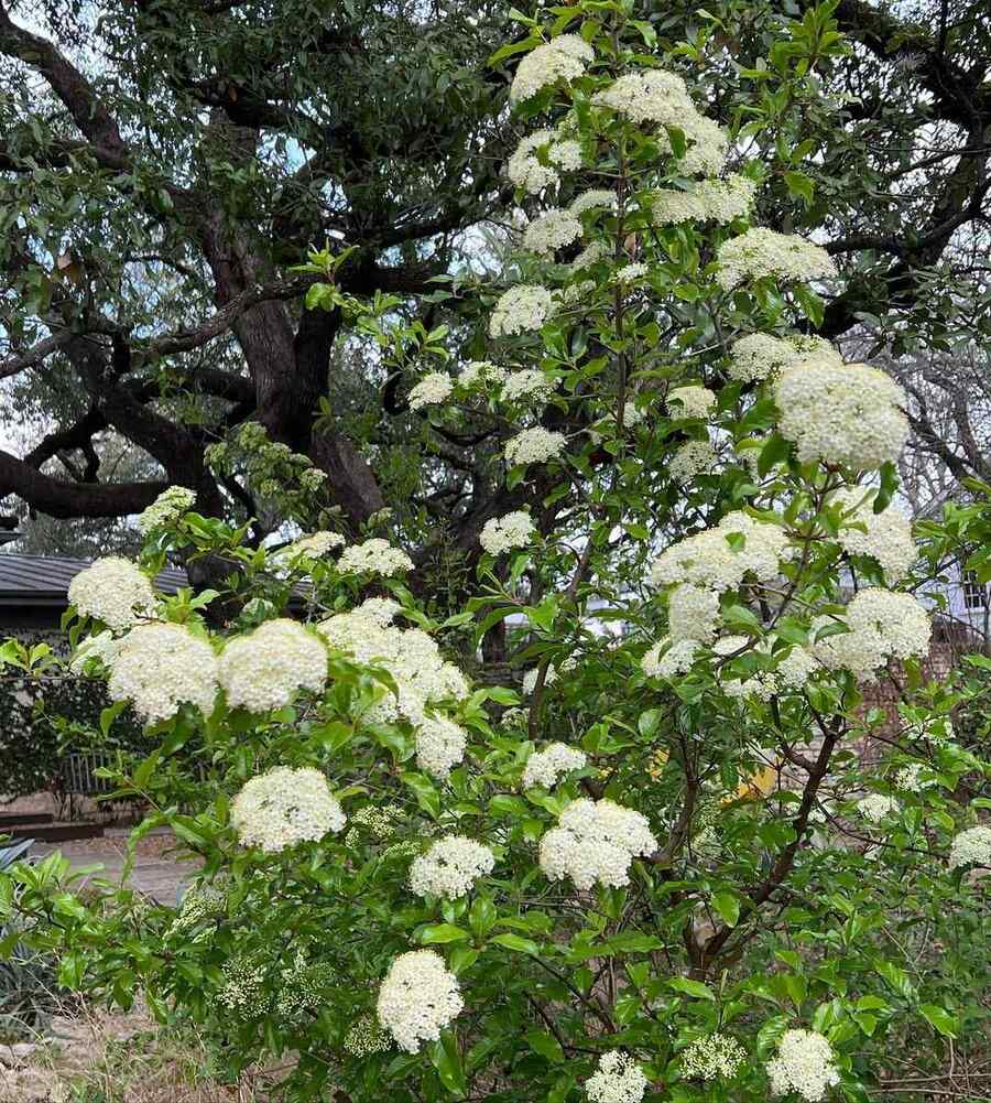 Blackhaw Viburnum low-maintenance shrubs for Michigan yards