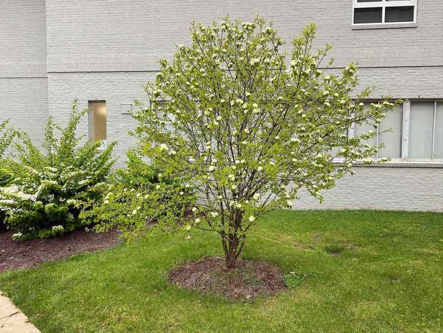 Blackhaw Viburnum suitable for West Virginia gardens