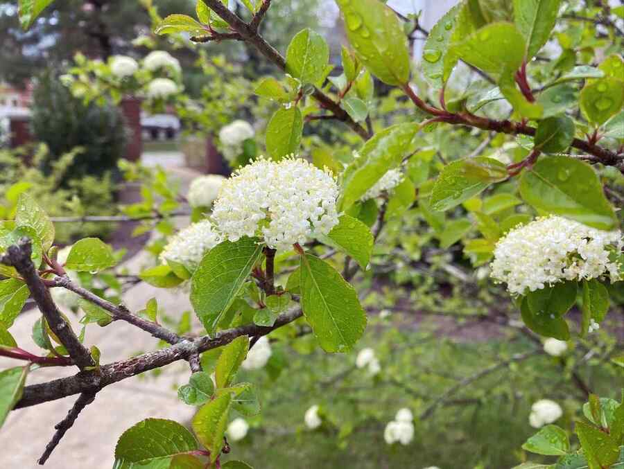 Blackhaw Viburnum flowering shrub that grows well in the Mid-Atlantic