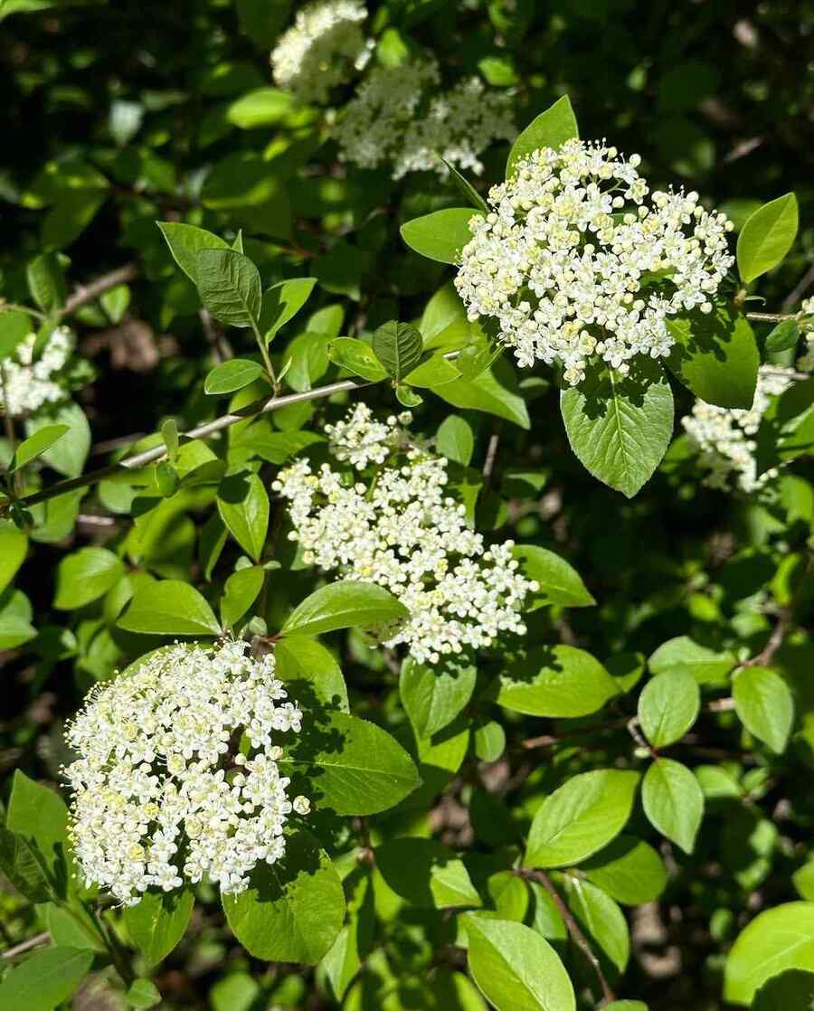 Blackhaw Viburnum, credit-tomsgardenhaven