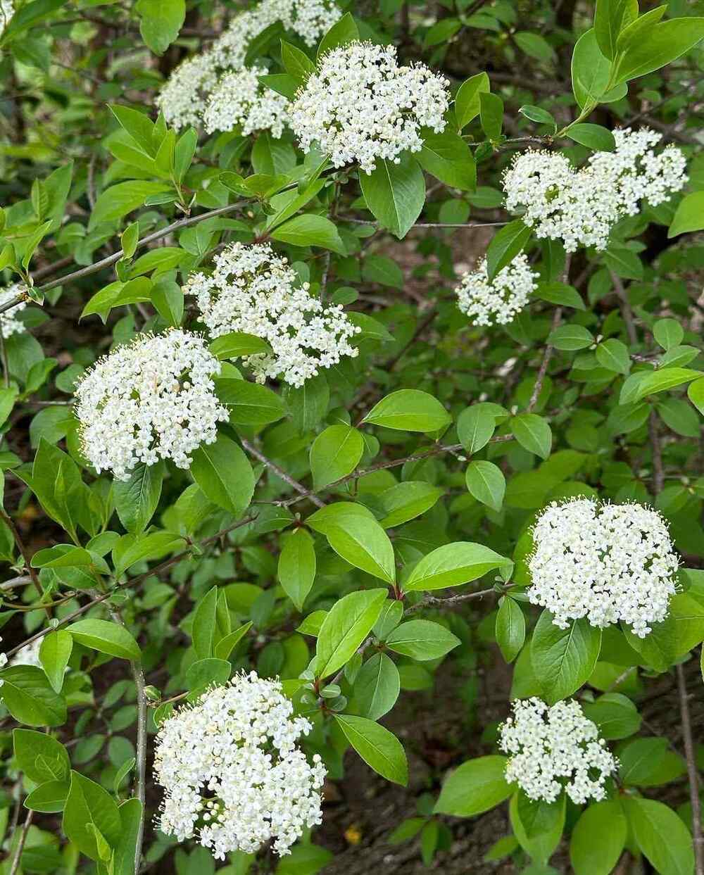Blackhaw Viburnum, credit-tomsgardenhaven