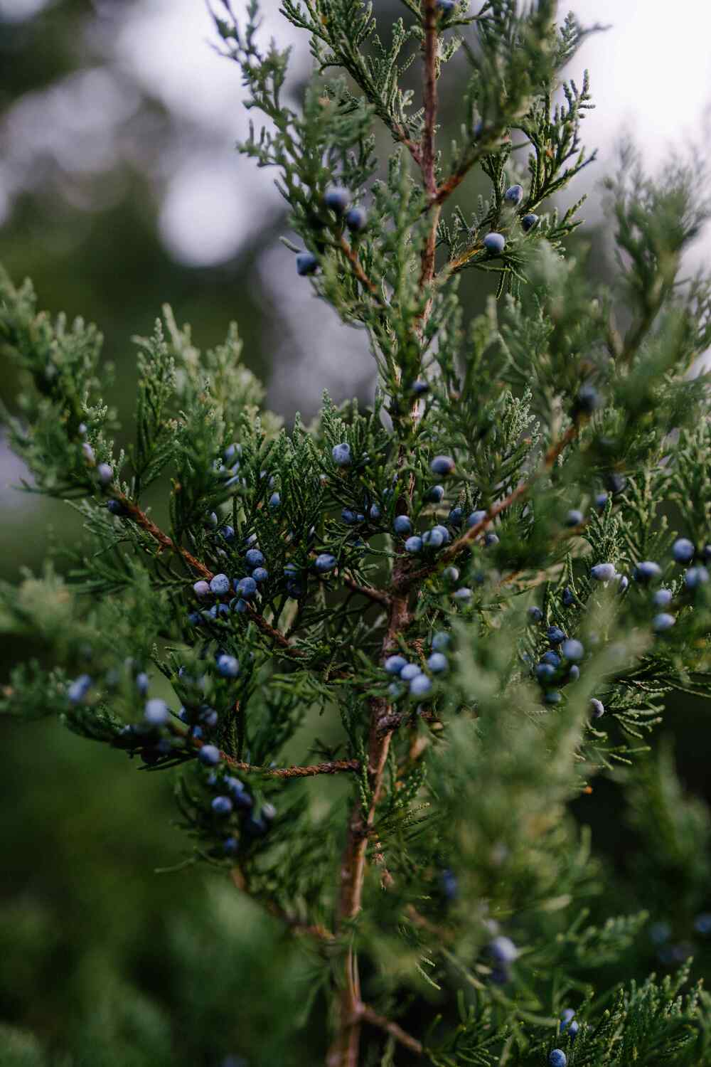 Blue Point Juniper