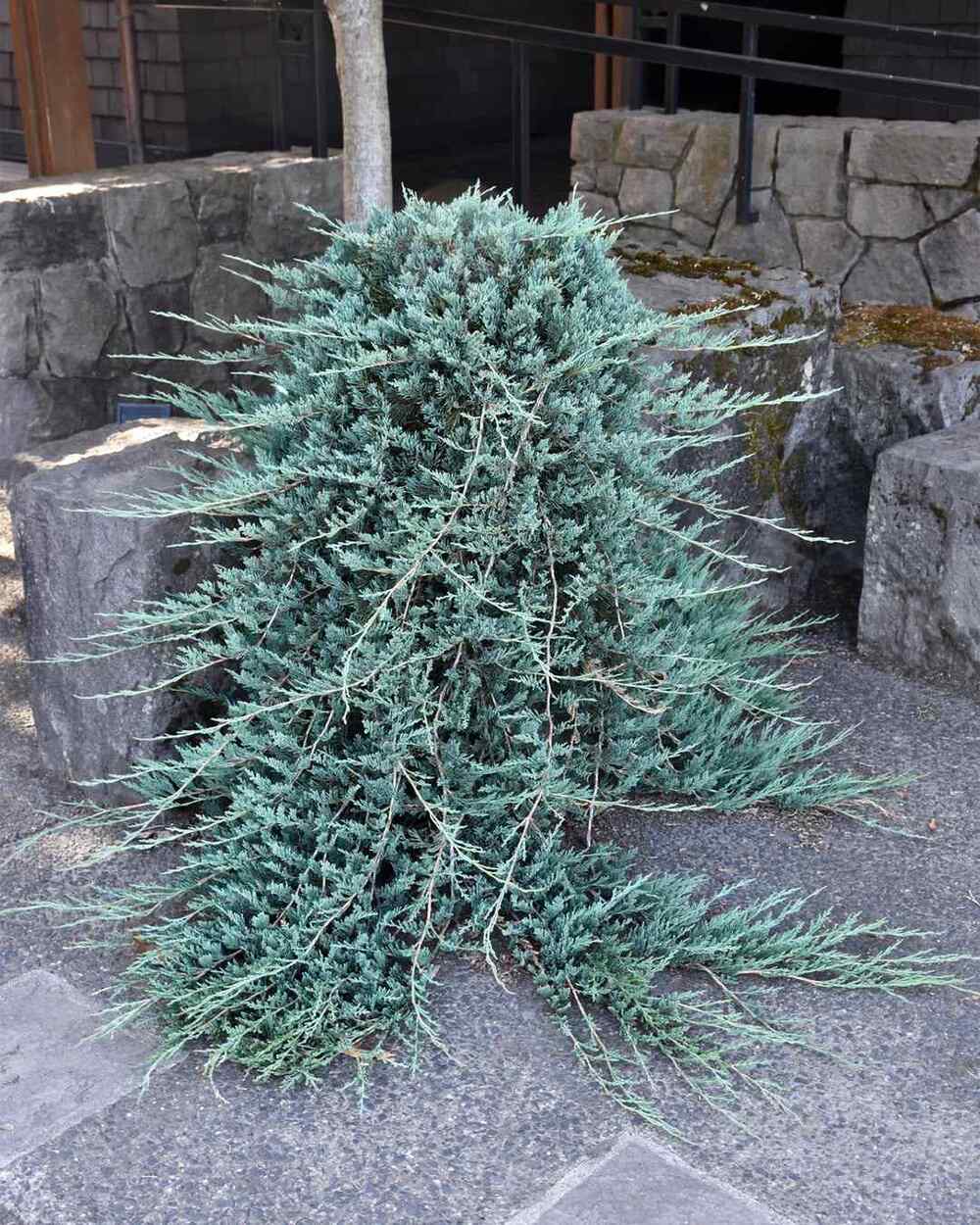 Blue Rug Juniper, credit-moananursery