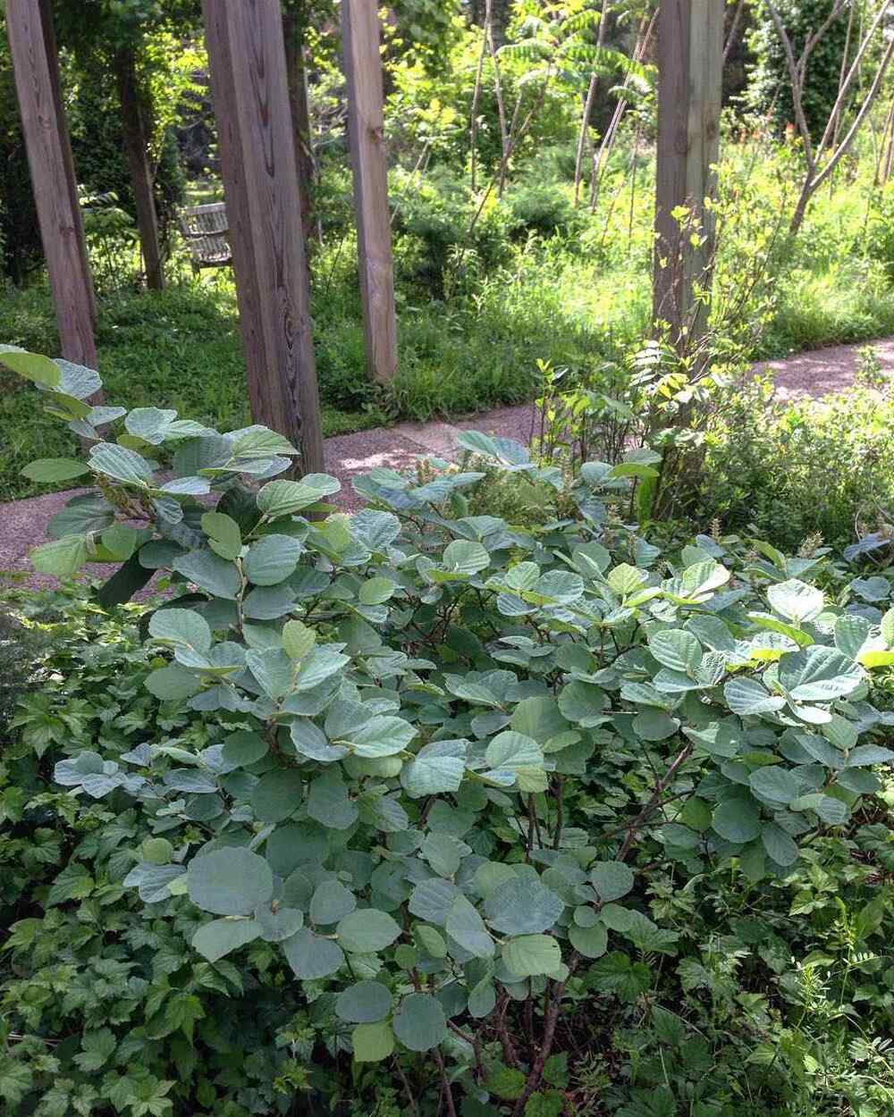 Blue Shadow Fothergilla credit-memphisbotanic