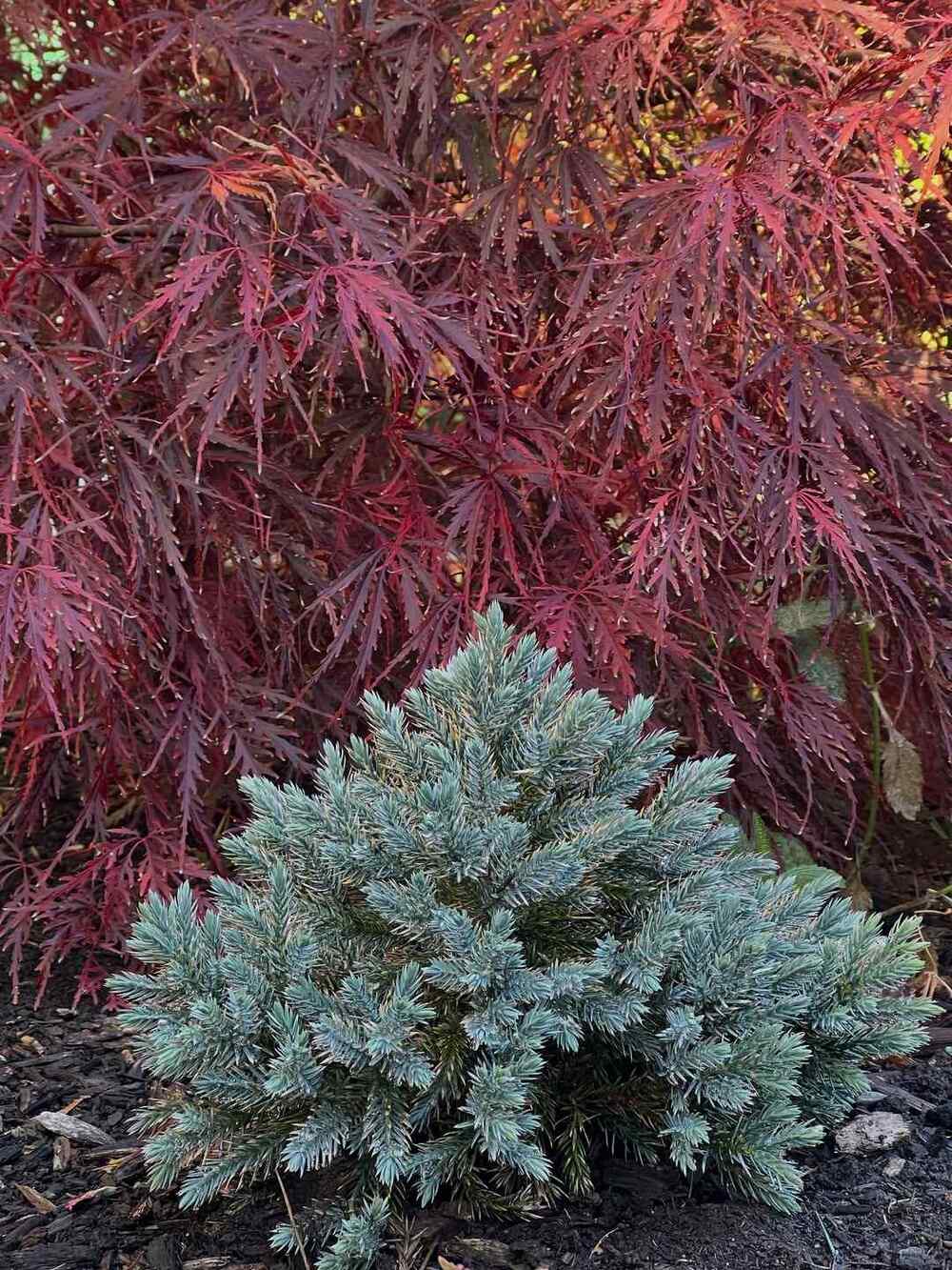 Blue Star Juniper, credit-heatherhereshegrows