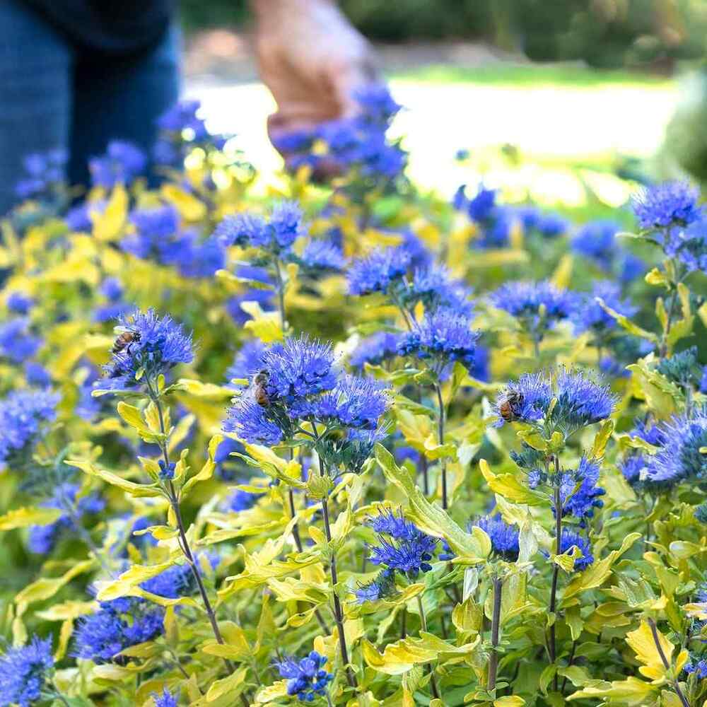 Bluebeard, credit-monroviaplants