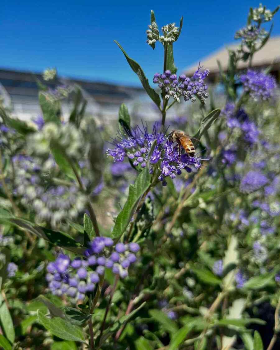 Bluebeard credit-olsonsgardenshoppe