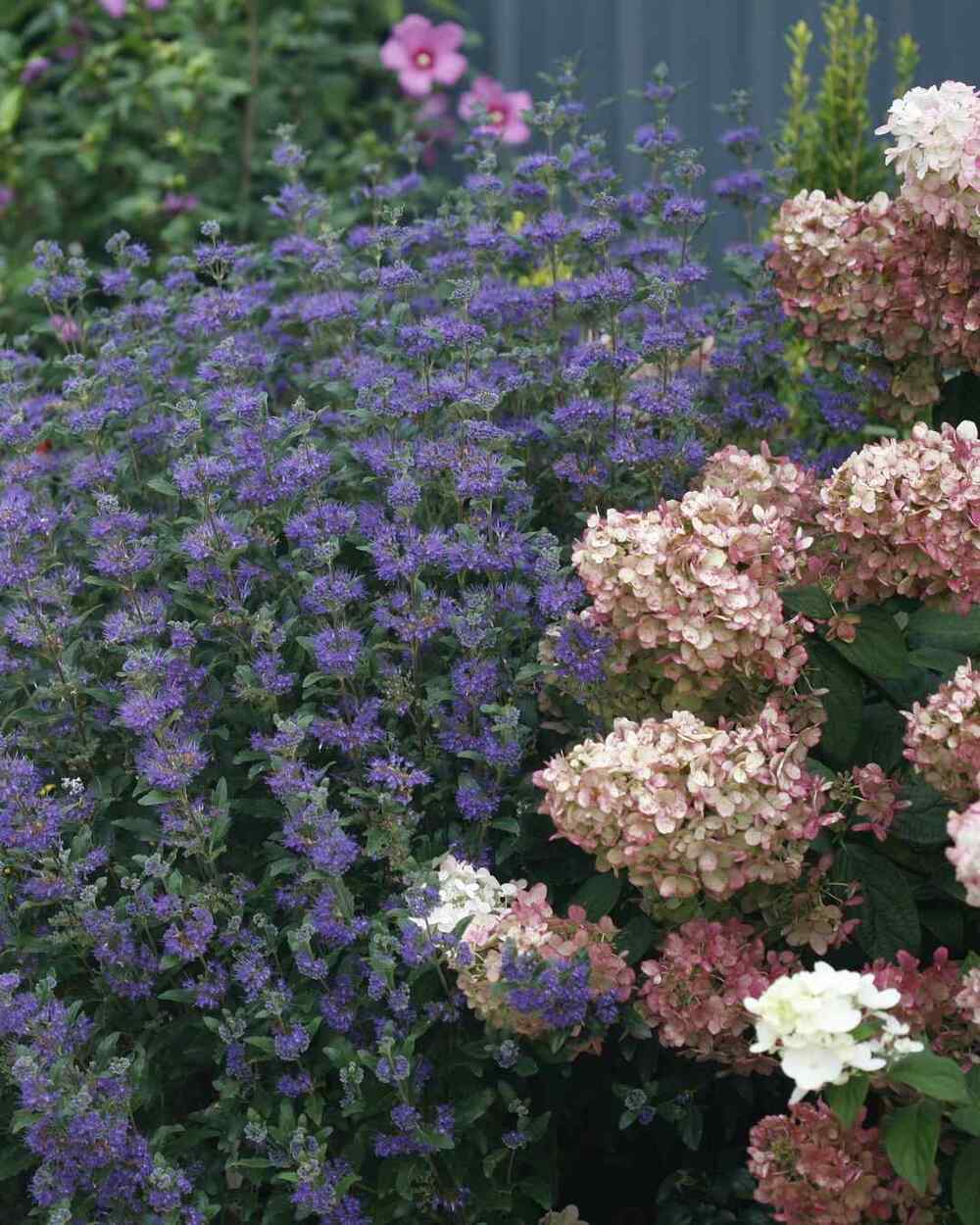 Bluebeard, credit-pwcolorchoice