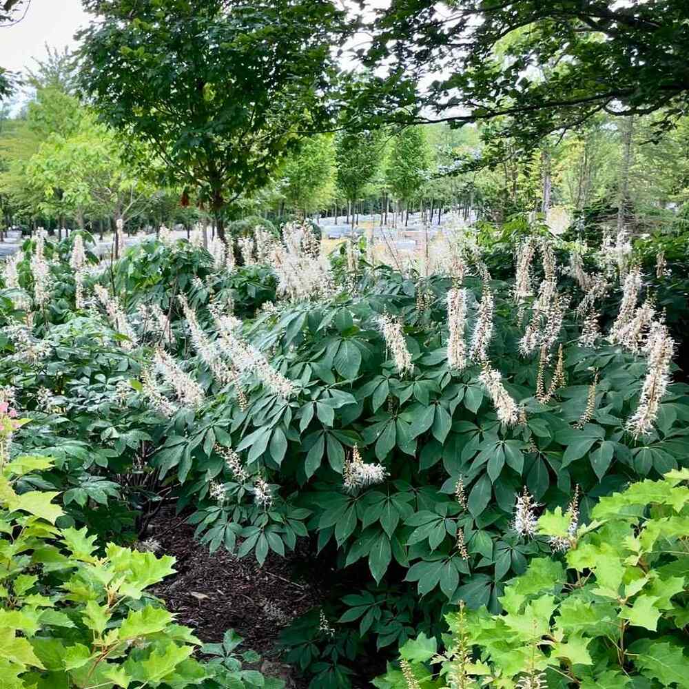 Bottlebrush Buckeye, credit-selecthorticulture