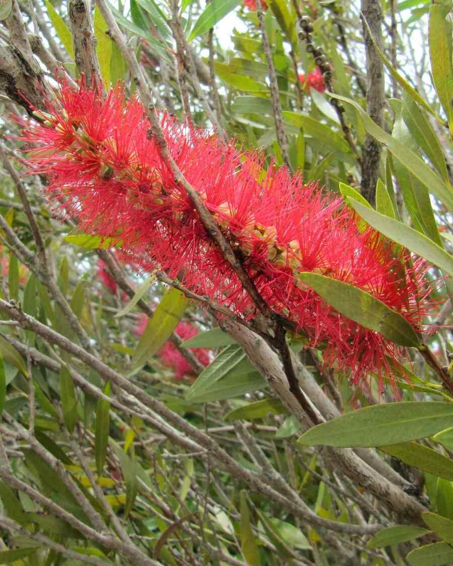 Bottlebrush a shrub ideal for coastal Florida conditions