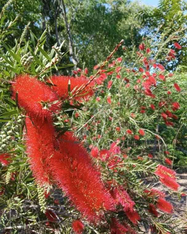 Bottlebrush credit- tropicalfruitgrower