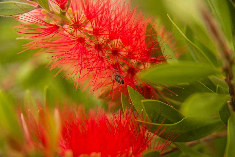Bottlebrush