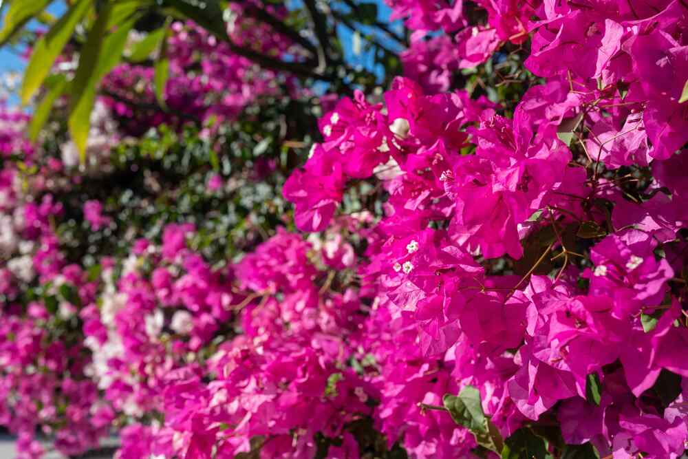 Bougainvillea suitable for coastal Hawaii (salt-tolerant)
