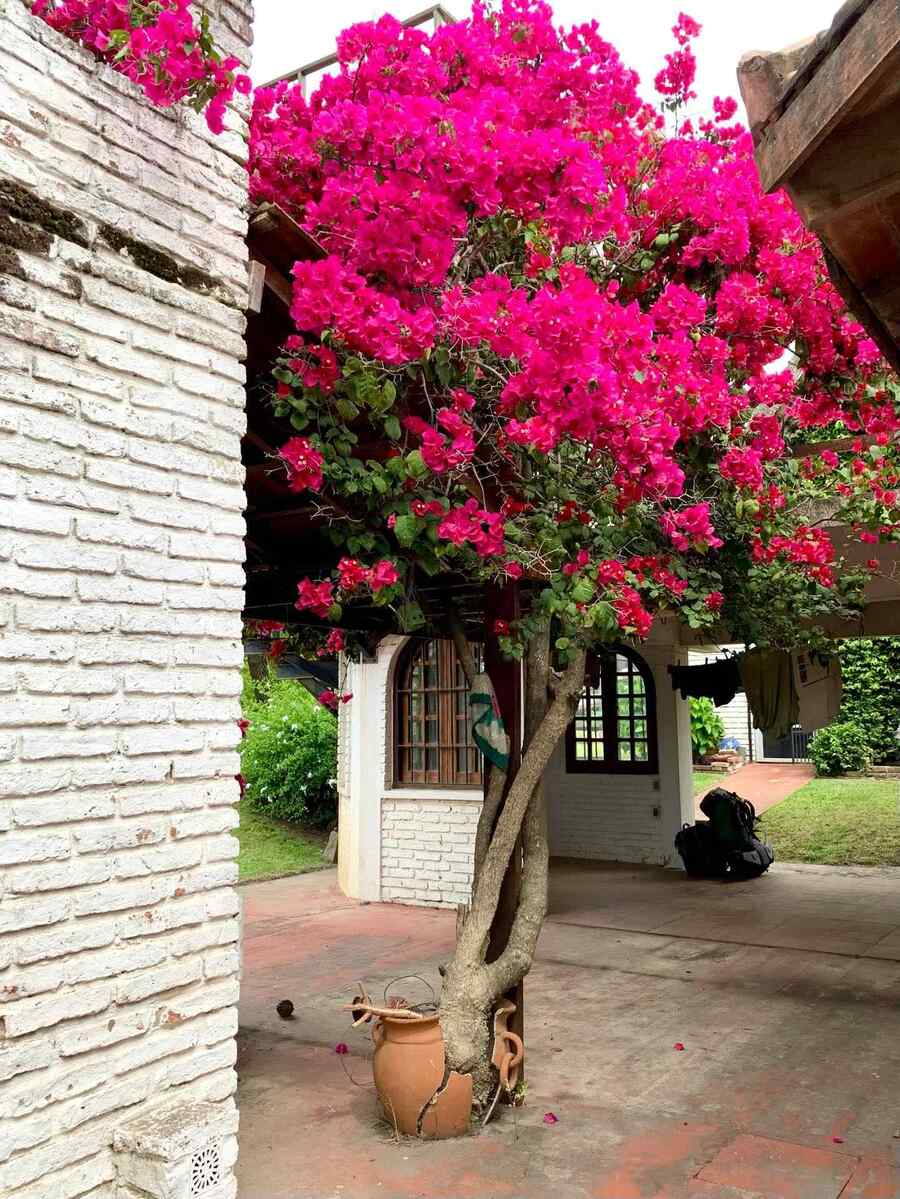 Bougainvillea a low-water-use shrub suited to Arizona gardens