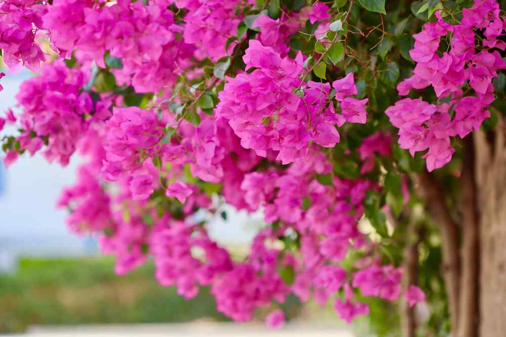Bougainvillea