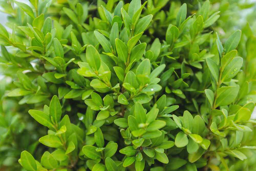 Boxwood