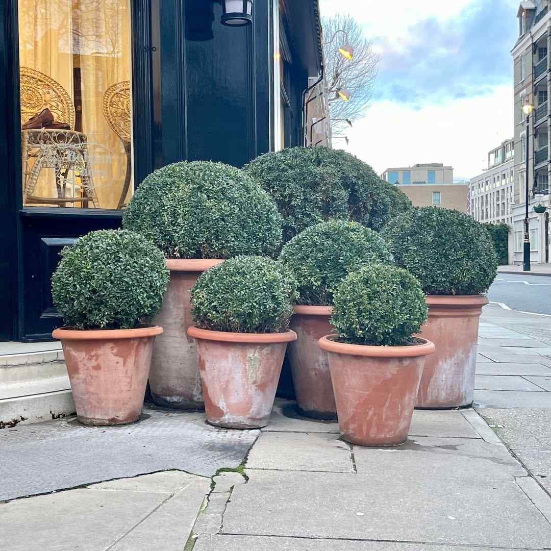 Boxwood cold-hardy shrubs for New Jersey winters