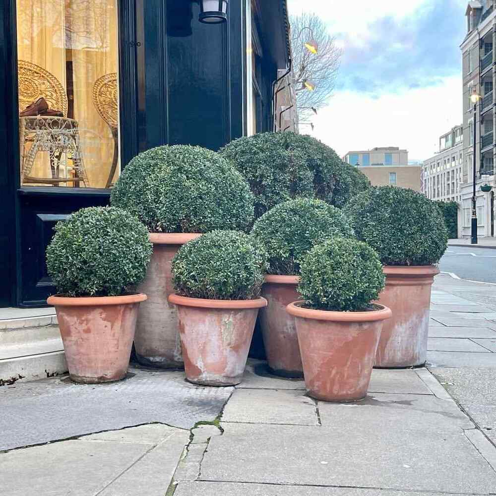 Boxwood, credit-authenticprovence