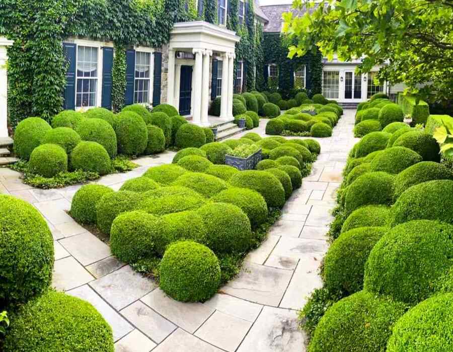 Boxwood, credit-gardencowboy