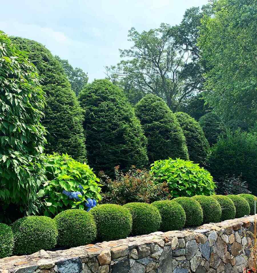 Boxwood for Virginia landscapes