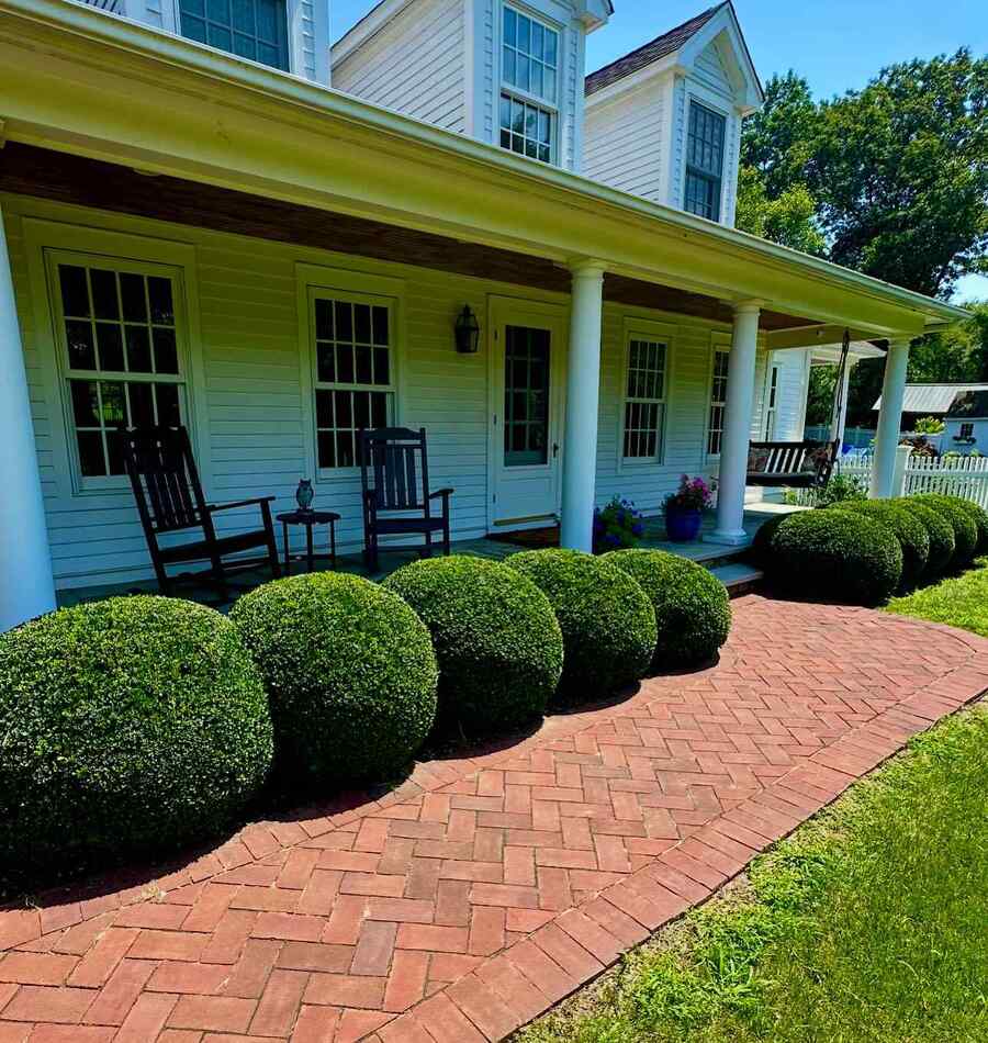 Boxwood for moist, mild Washington weather