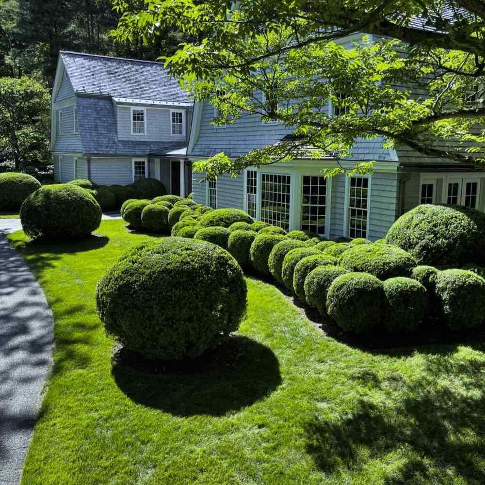 Boxwood, credit-gardencowboy