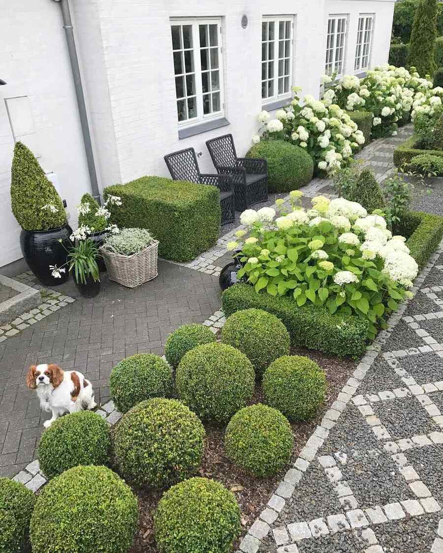 Boxwood for Alabama landscapes