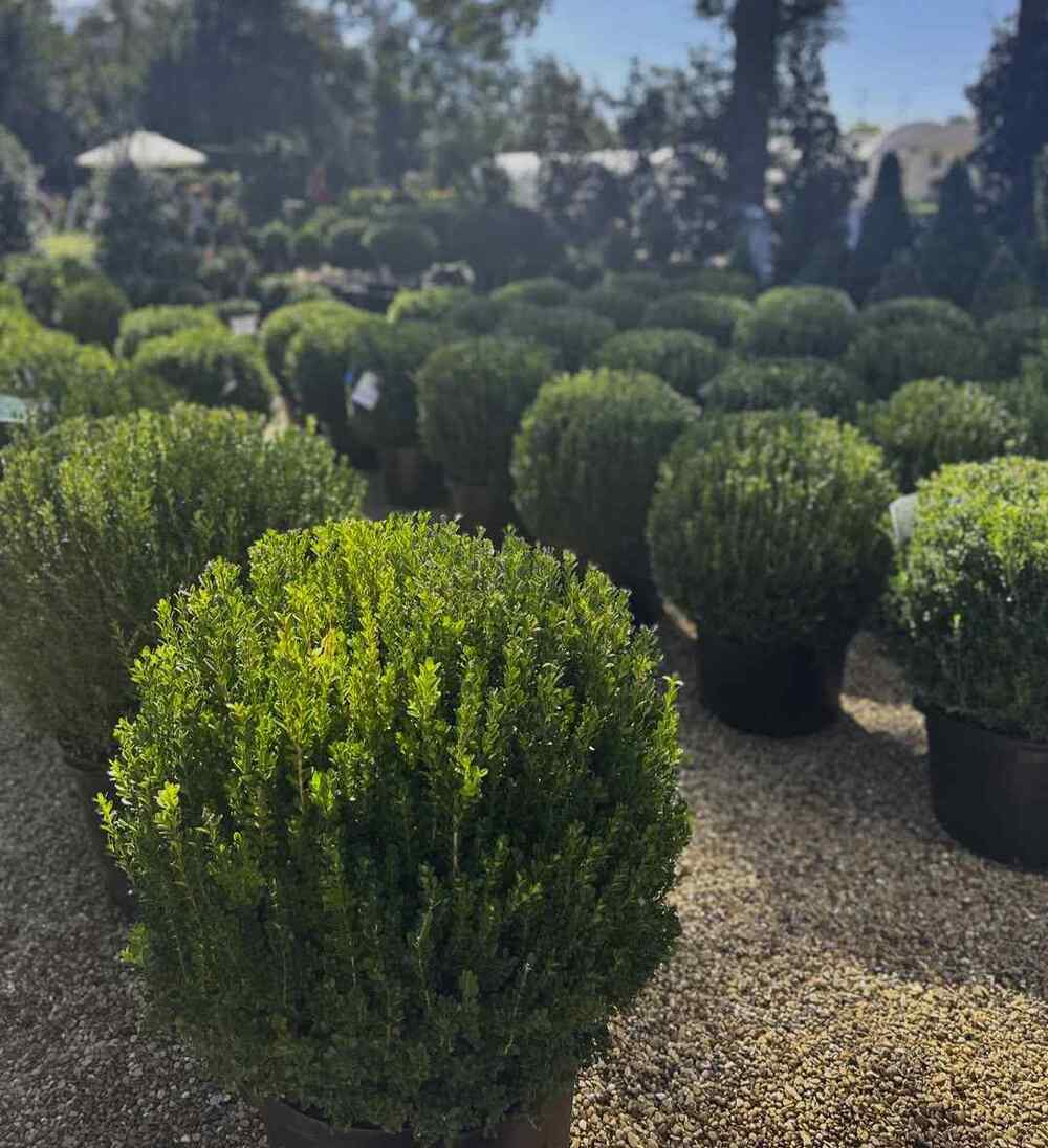Boxwood, credit-handnurseries