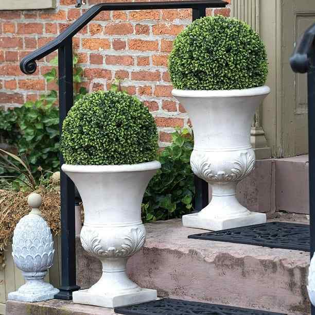 Boxwood, credit-hascowholesales