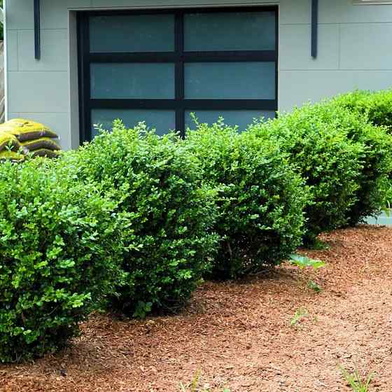 Boxwood, credit-millikengardencentre